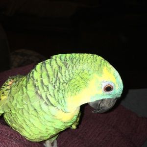 Meet your Posher, Stesteph